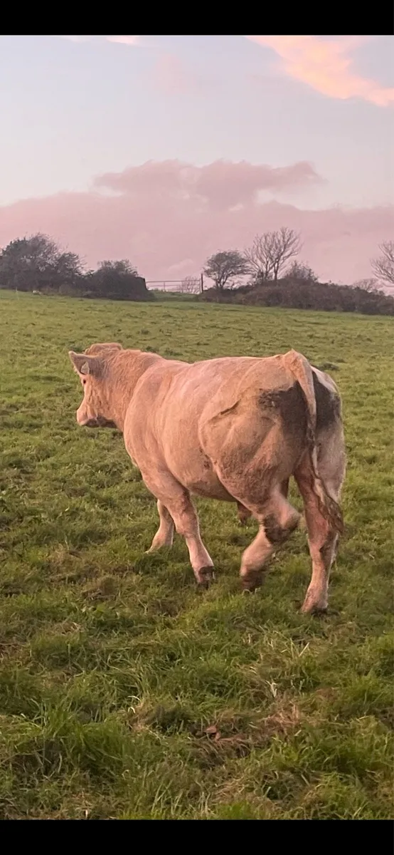 PBR Charolais Bull - Image 4