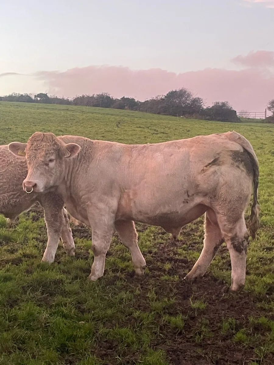 PBR Charolais Bull - Image 2