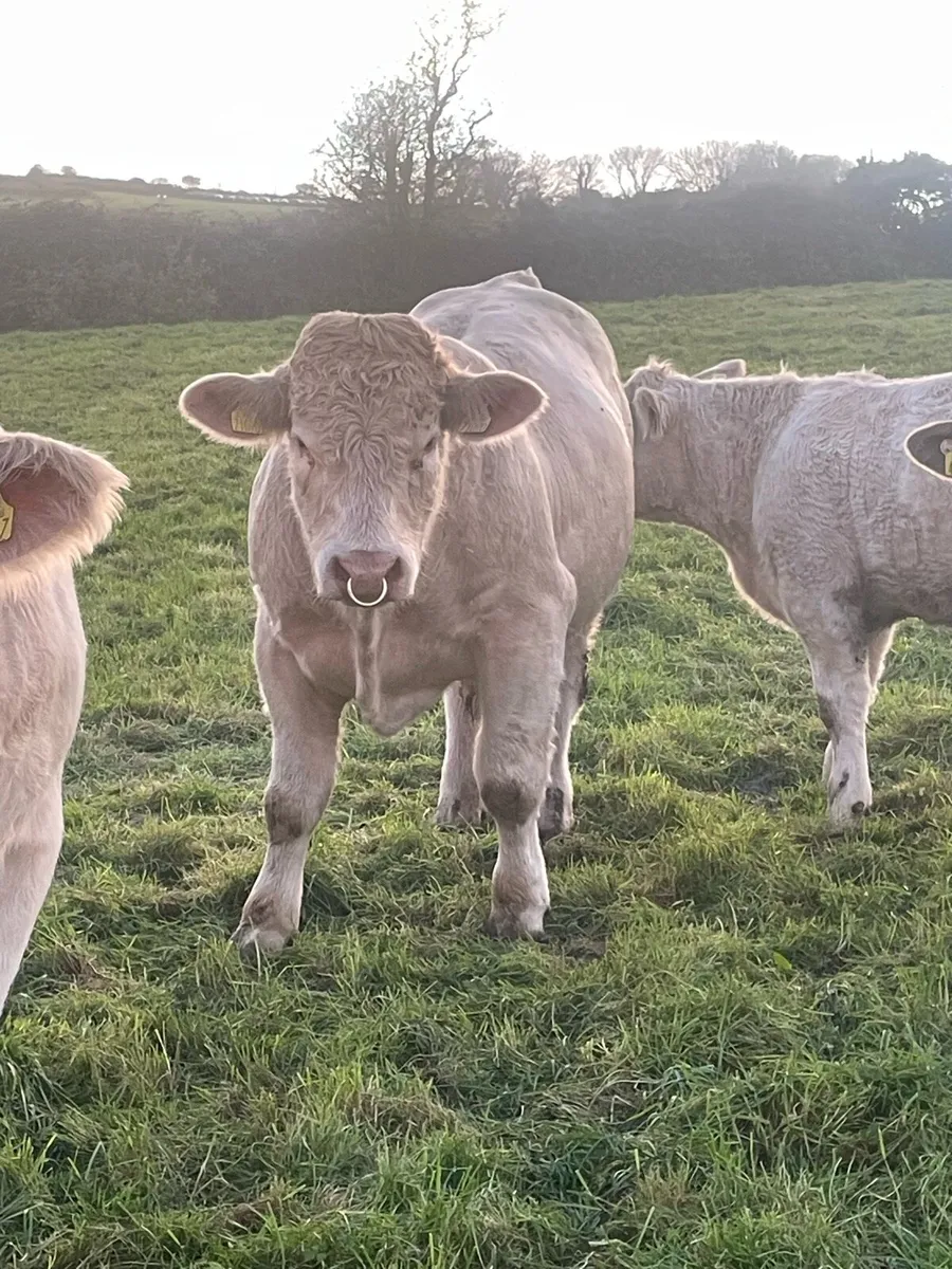 PBR Charolais Bull - Image 3