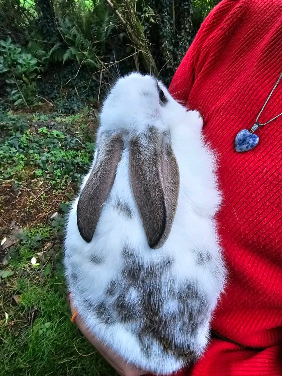 Flemish x New Zealand mix - Image 2