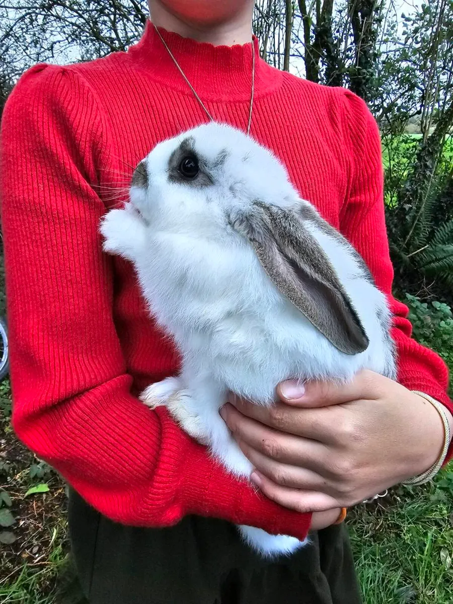 Flemish x New Zealand mix - Image 1