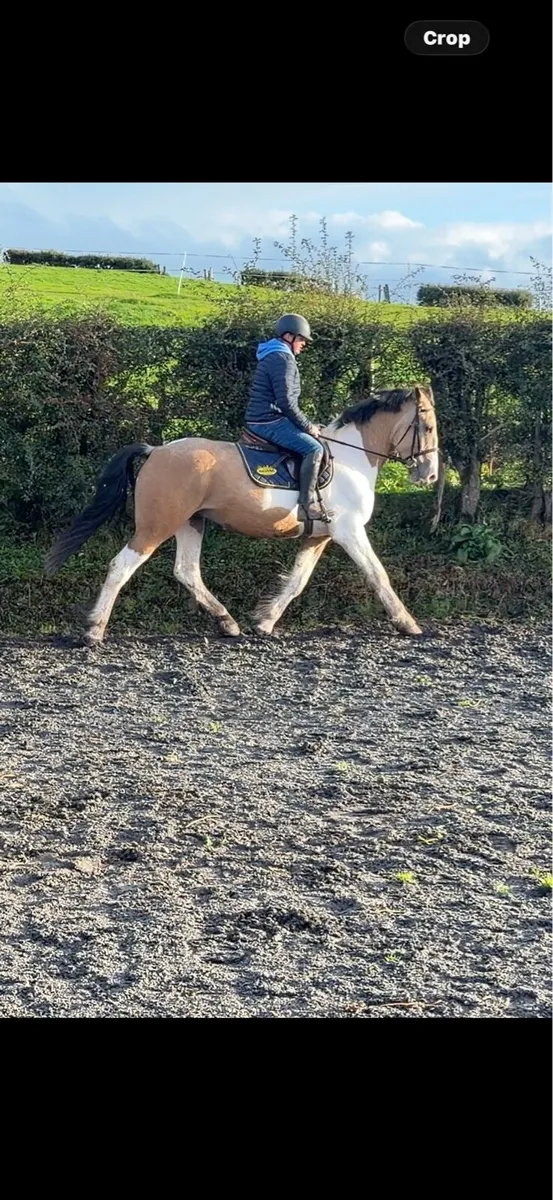 16.1hh Cob x ID - Image 4