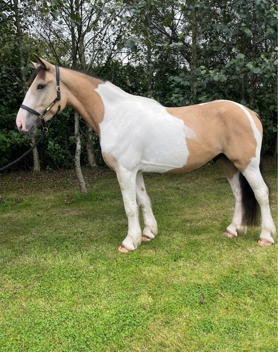 16.1hh Cob x ID - Image 1