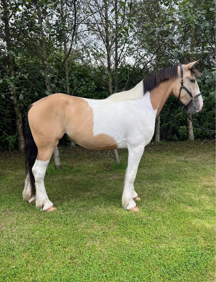 16.1hh Cob x ID - Image 2