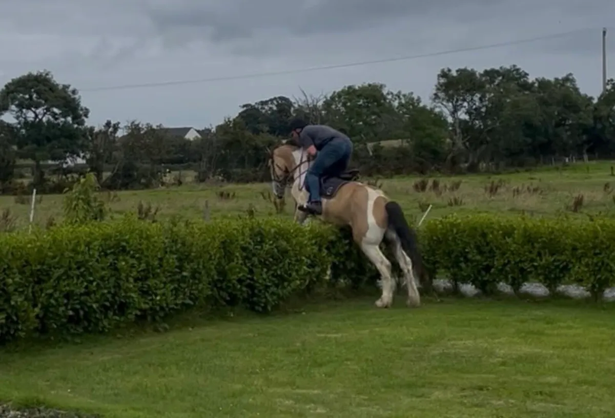 16.1hh Cob x ID - Image 3