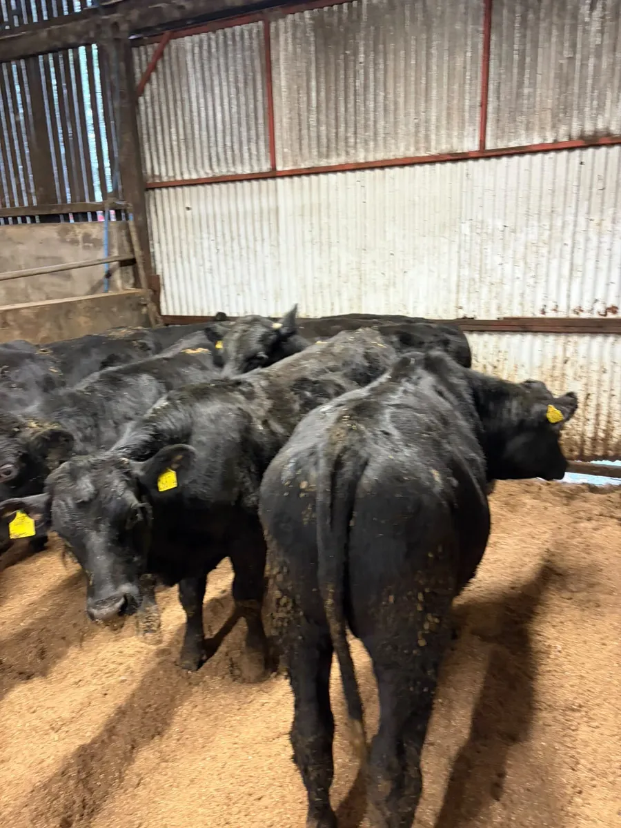 Angus and lim bullocks - Image 3