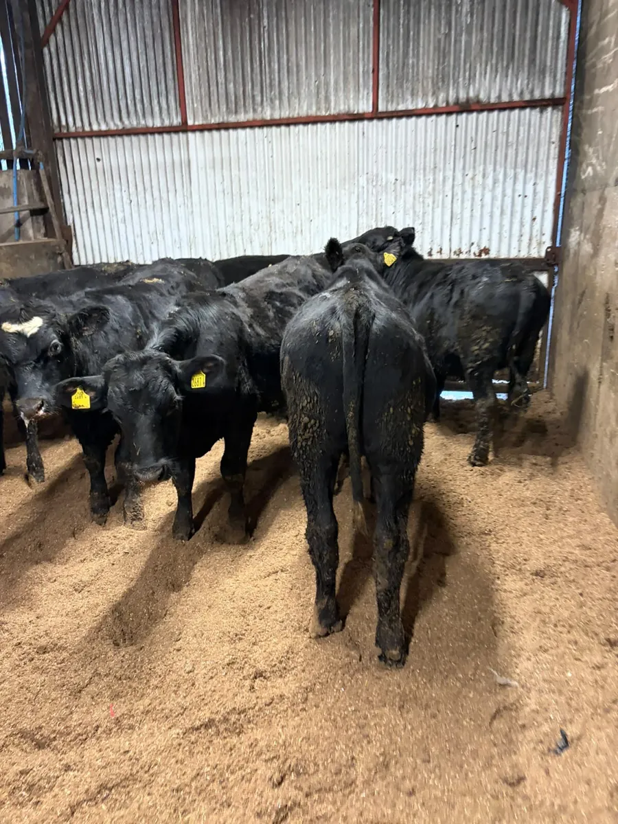 Angus and lim bullocks - Image 2