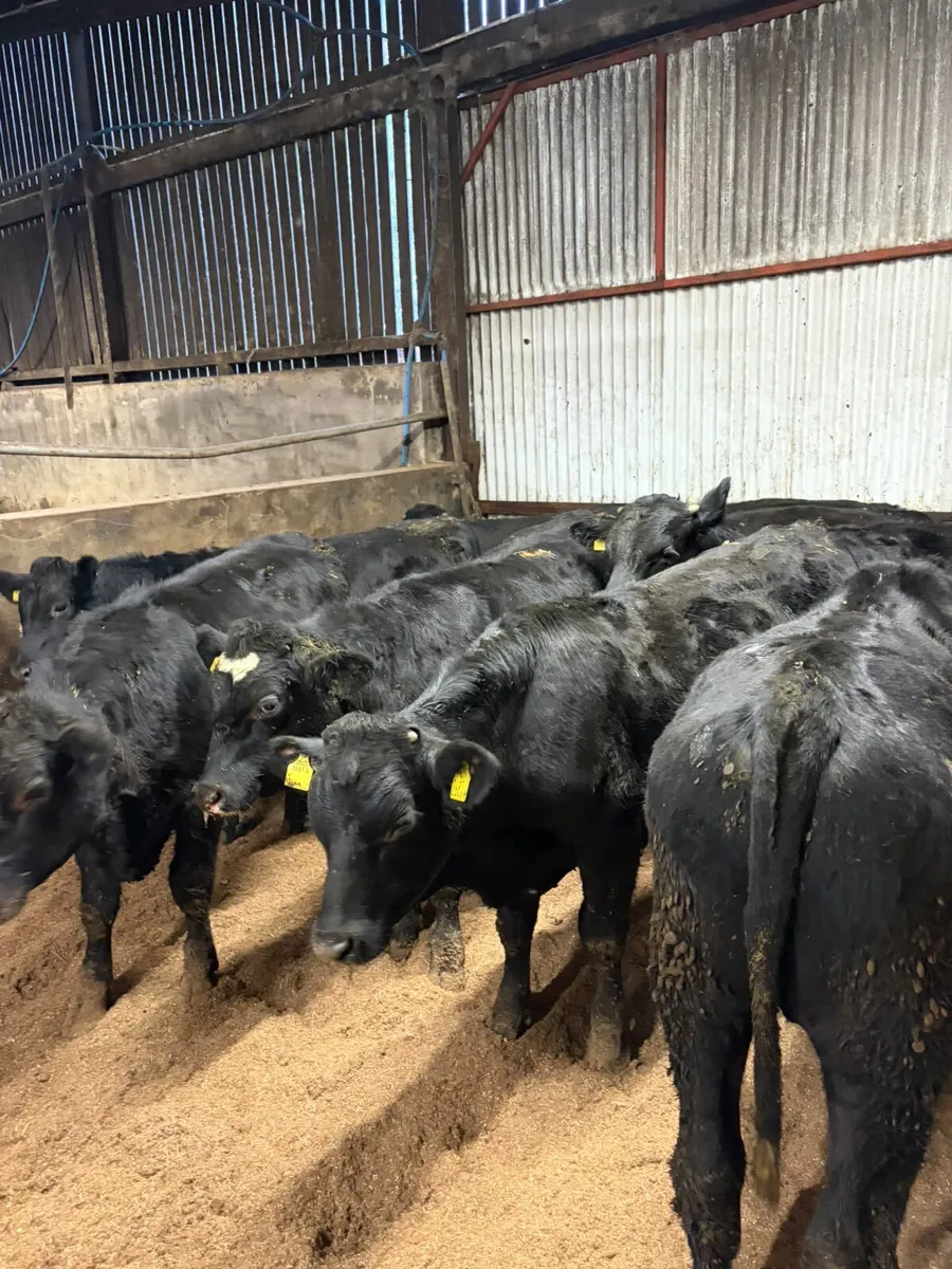 Angus and lim bullocks - Image 4