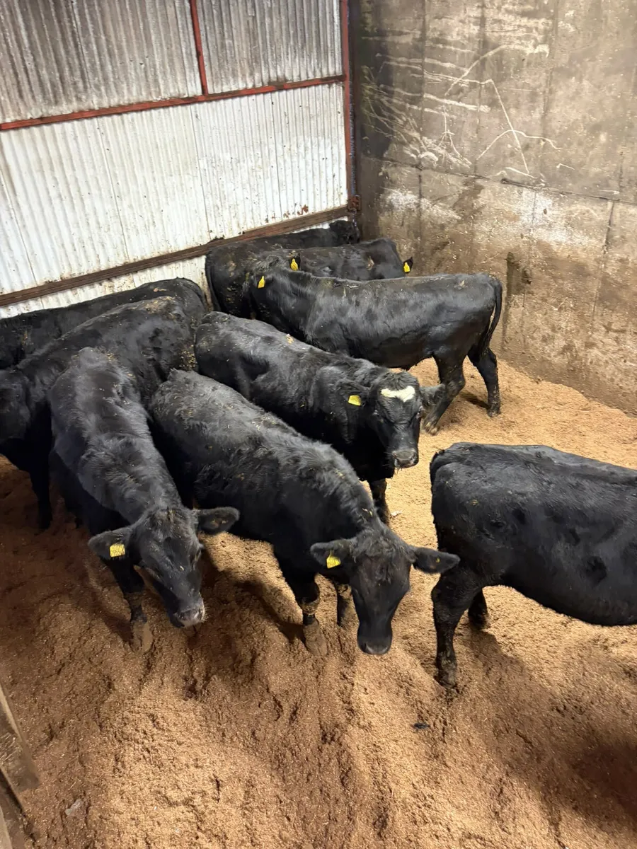 Angus and lim bullocks - Image 1