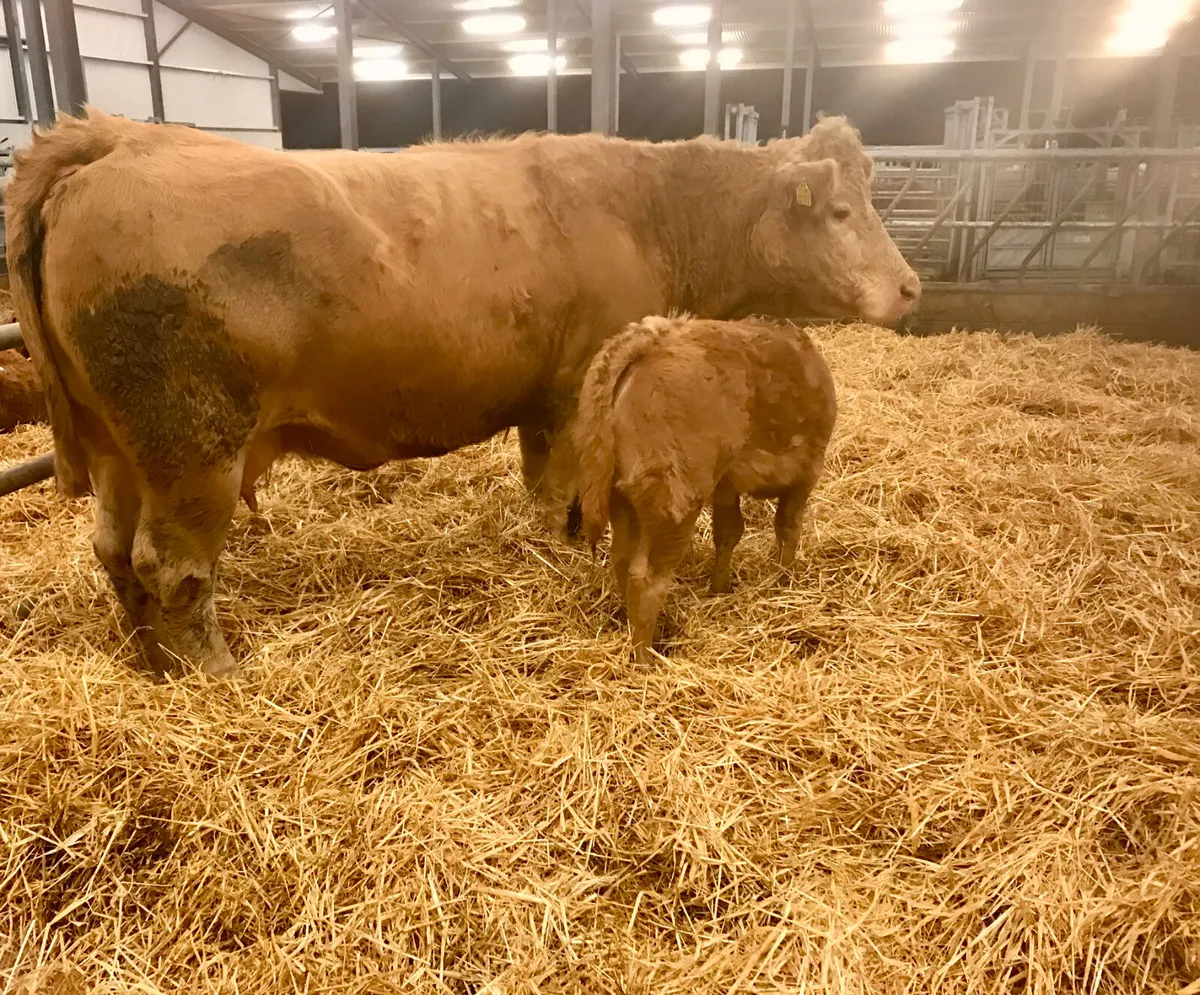 Charolais Cow and  Charolais Calf - Image 3