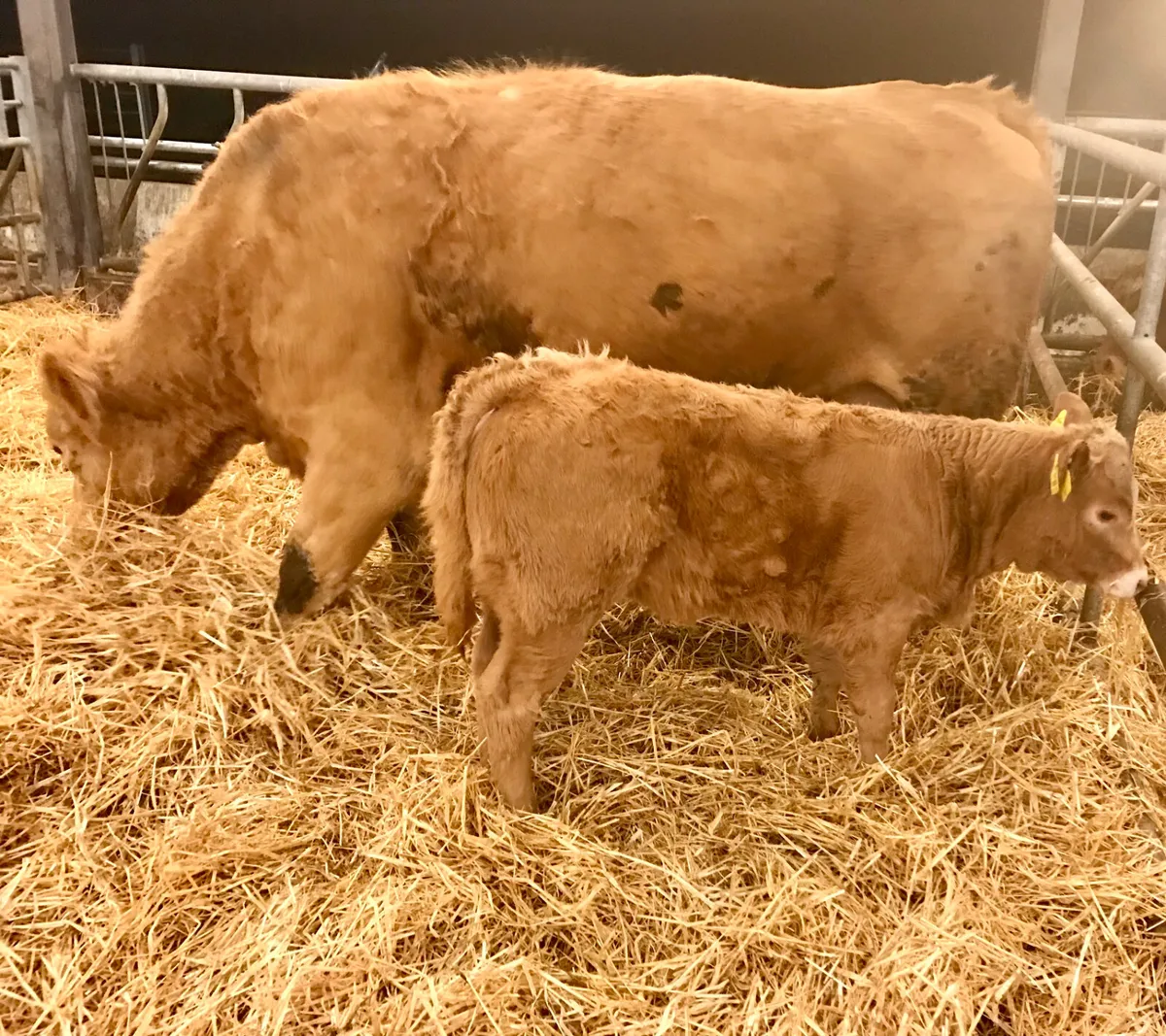 Charolais Cow and  Charolais Calf - Image 2