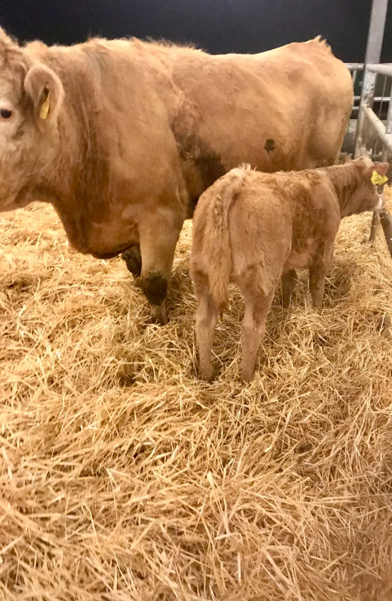 Charolais Cow and  Charolais Calf - Image 1
