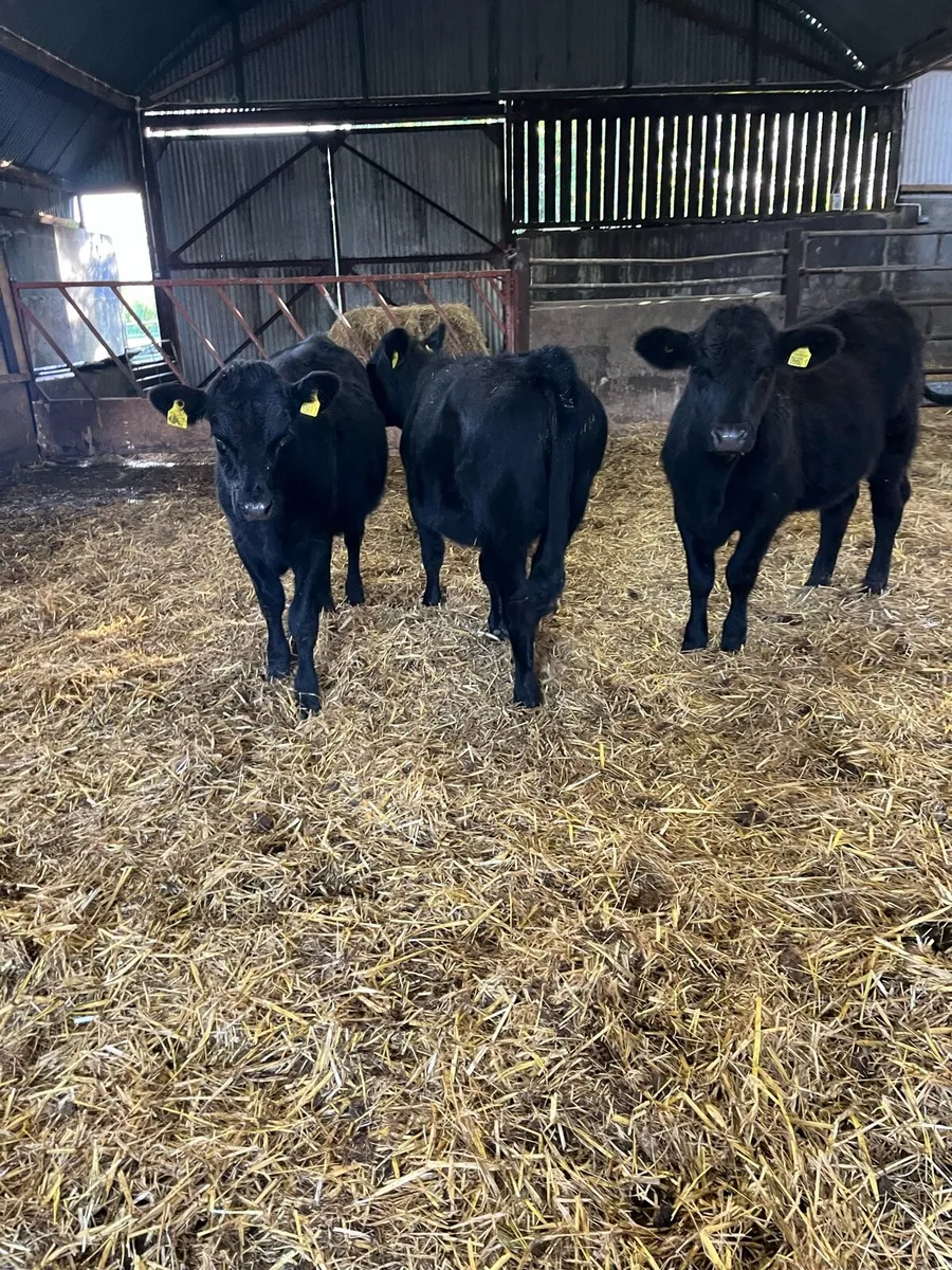 4 Aberdeen Angus heifers - Image 1