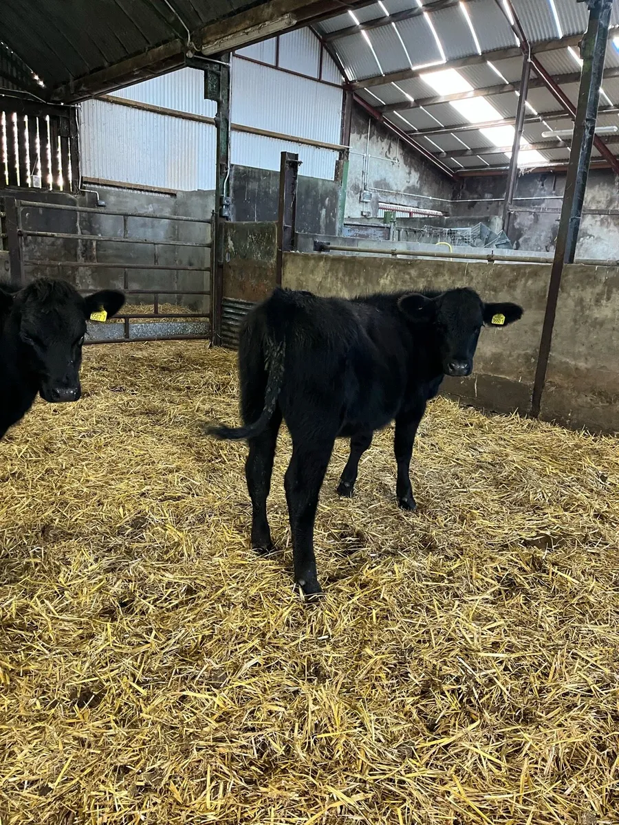 4 Aberdeen Angus heifers - Image 2