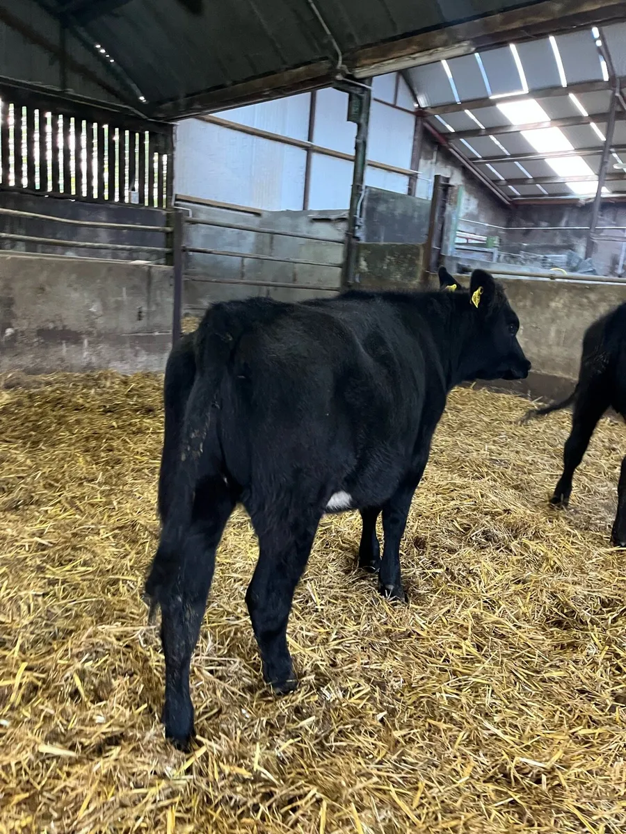 4 Aberdeen Angus heifers - Image 3