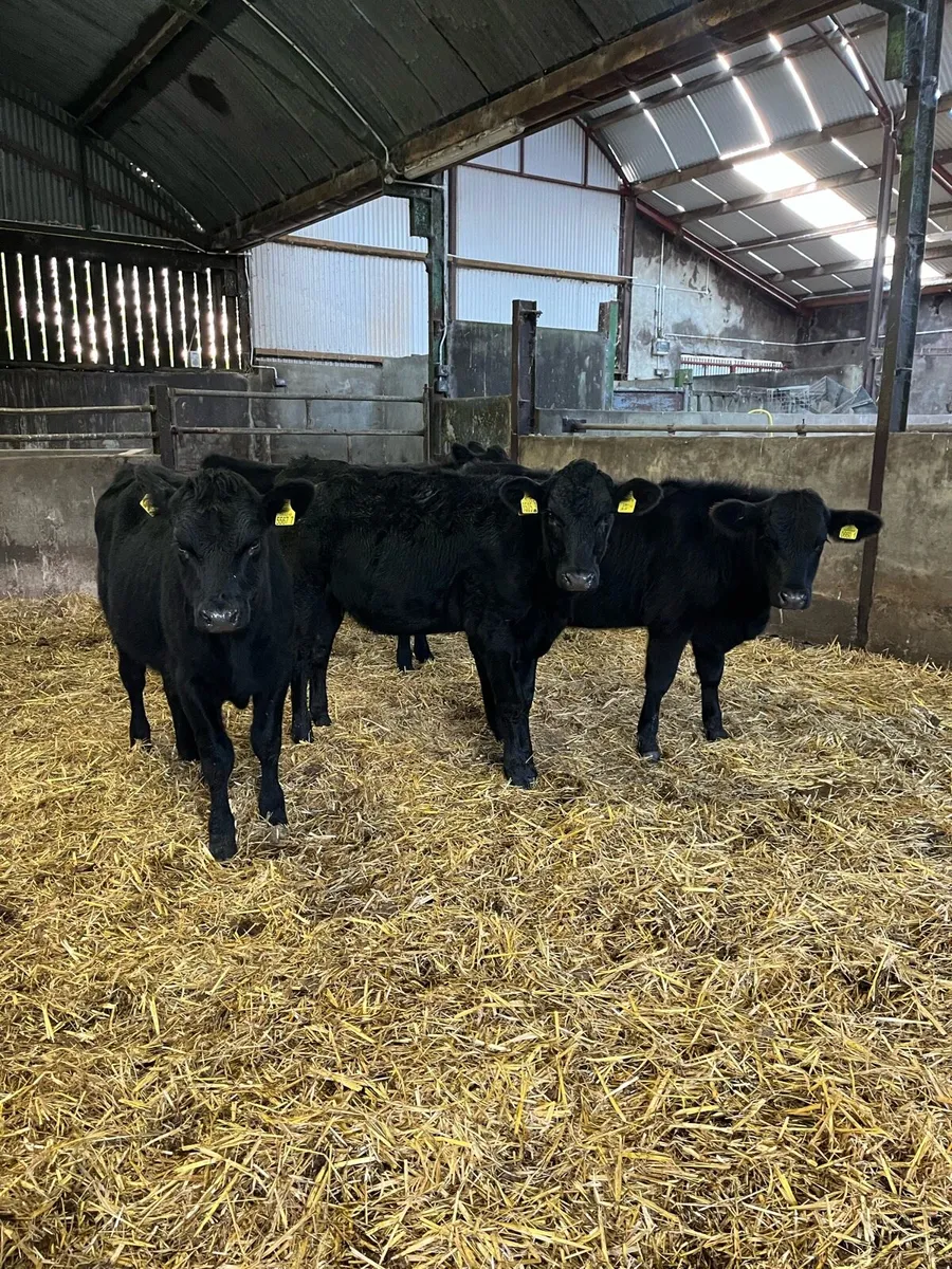 4 Aberdeen Angus heifers - Image 4