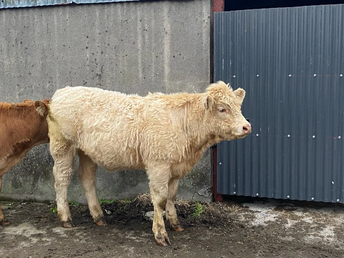 Saler x Charolais heifer Weanling - Image 3