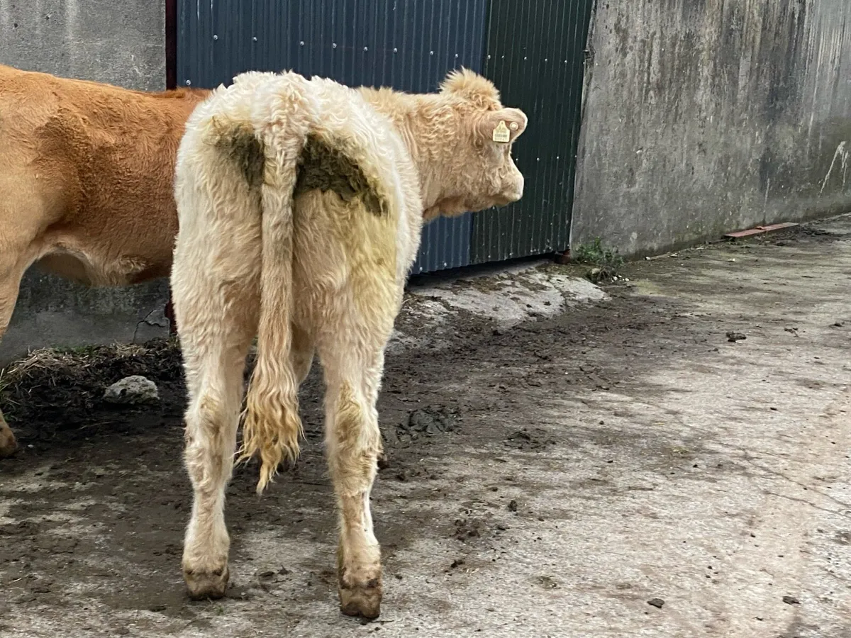 Saler x Charolais heifer Weanling - Image 4