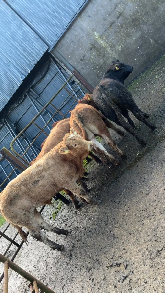 Super bull weanlings - Image 2