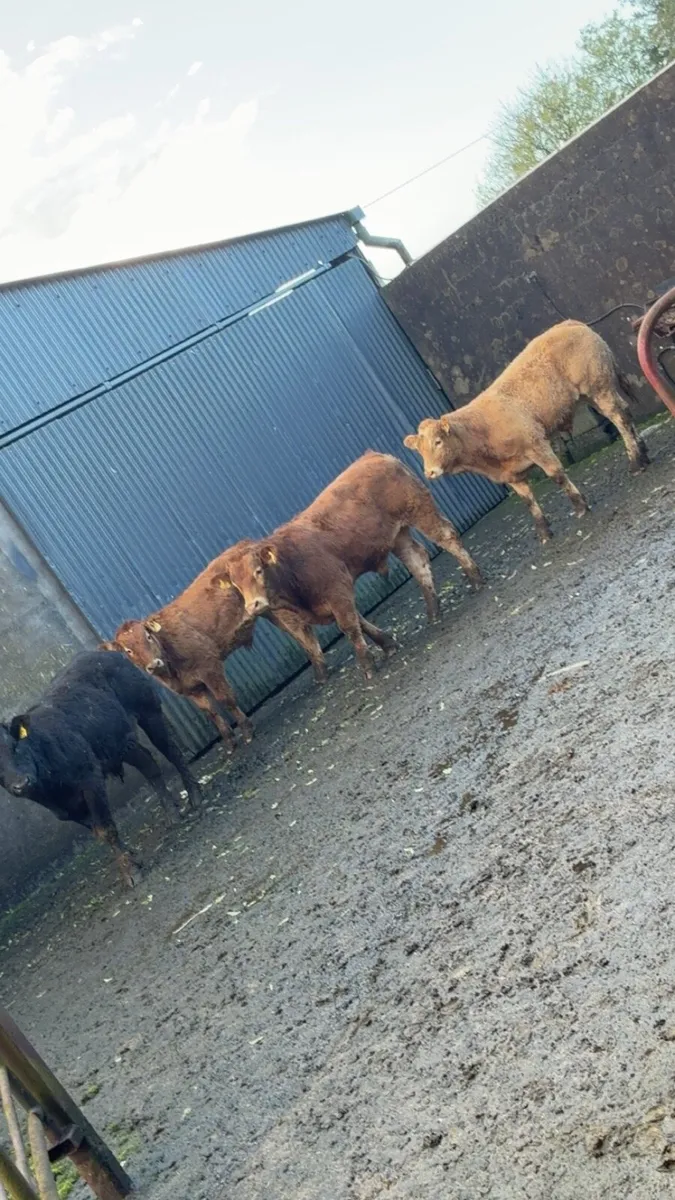 Super bull weanlings - Image 1