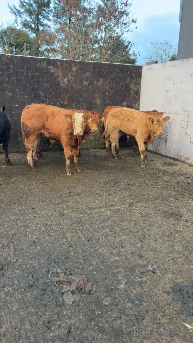 Super bull weanlings - Image 3