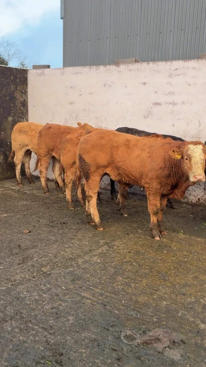 Super bull weanlings - Image 4