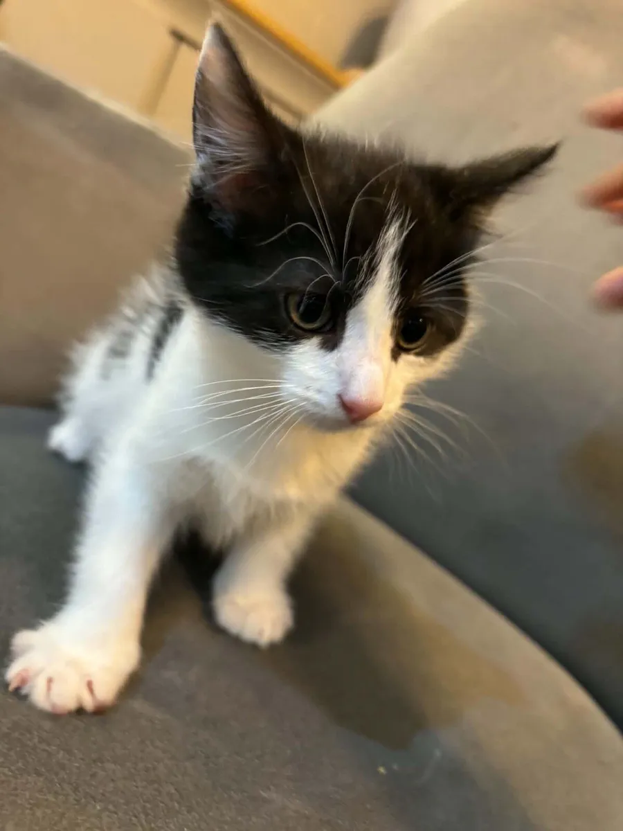 Kitten - Image 2