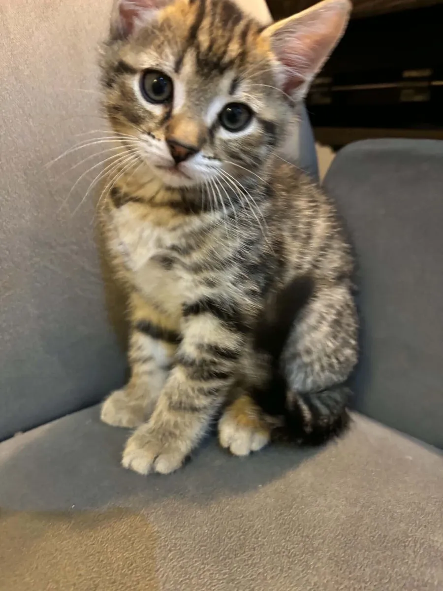 Kitten - Image 1