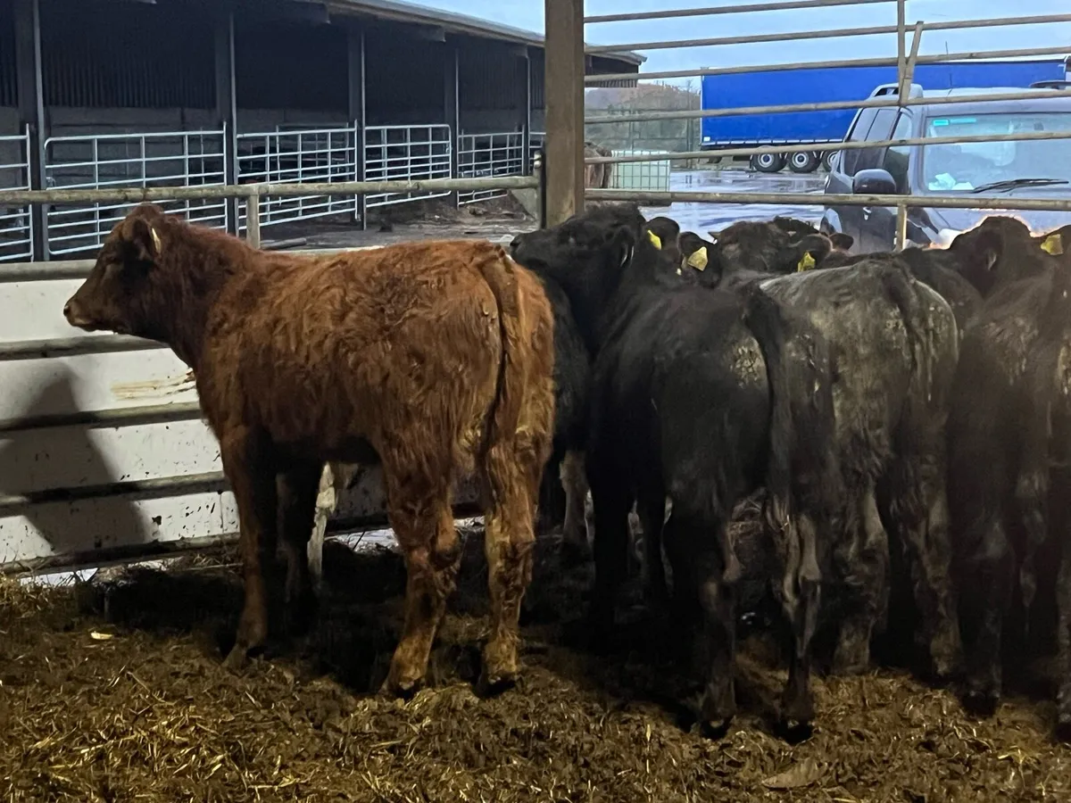 Suckler bred Limousin bulls - Image 1