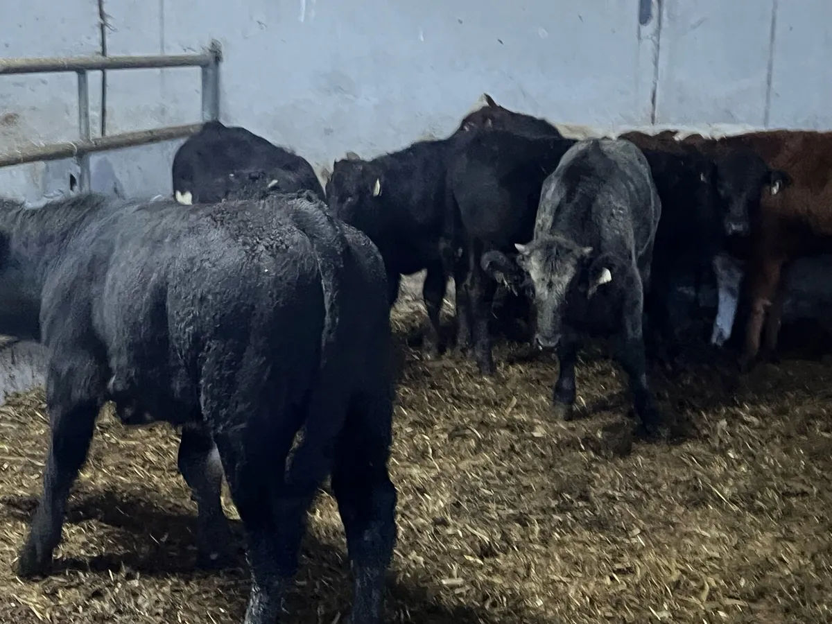 Suckler bred Limousin bulls - Image 2