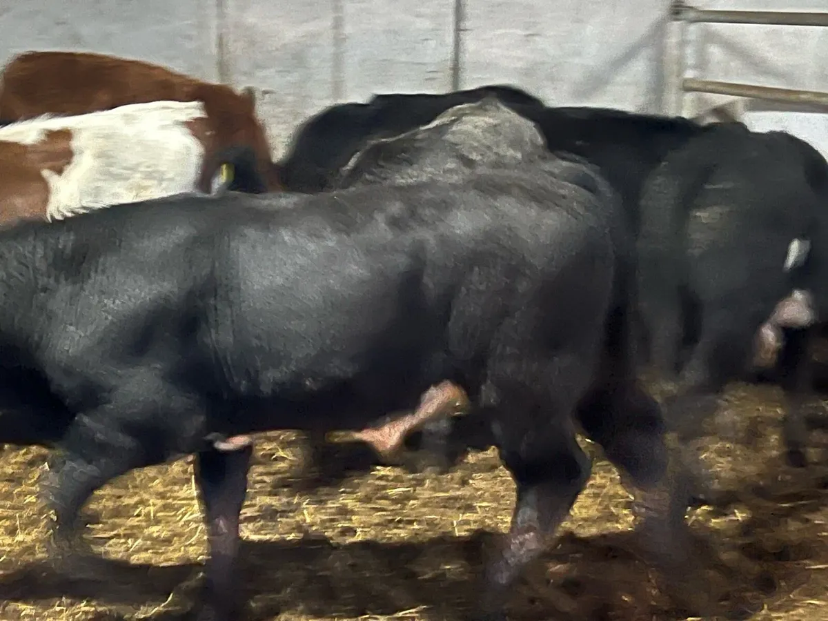 Suckler bred Limousin bulls - Image 3