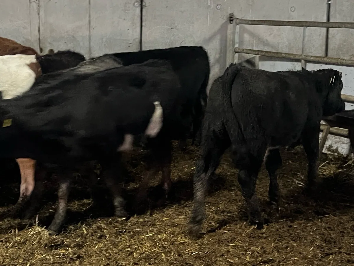 Suckler bred Limousin bulls - Image 4