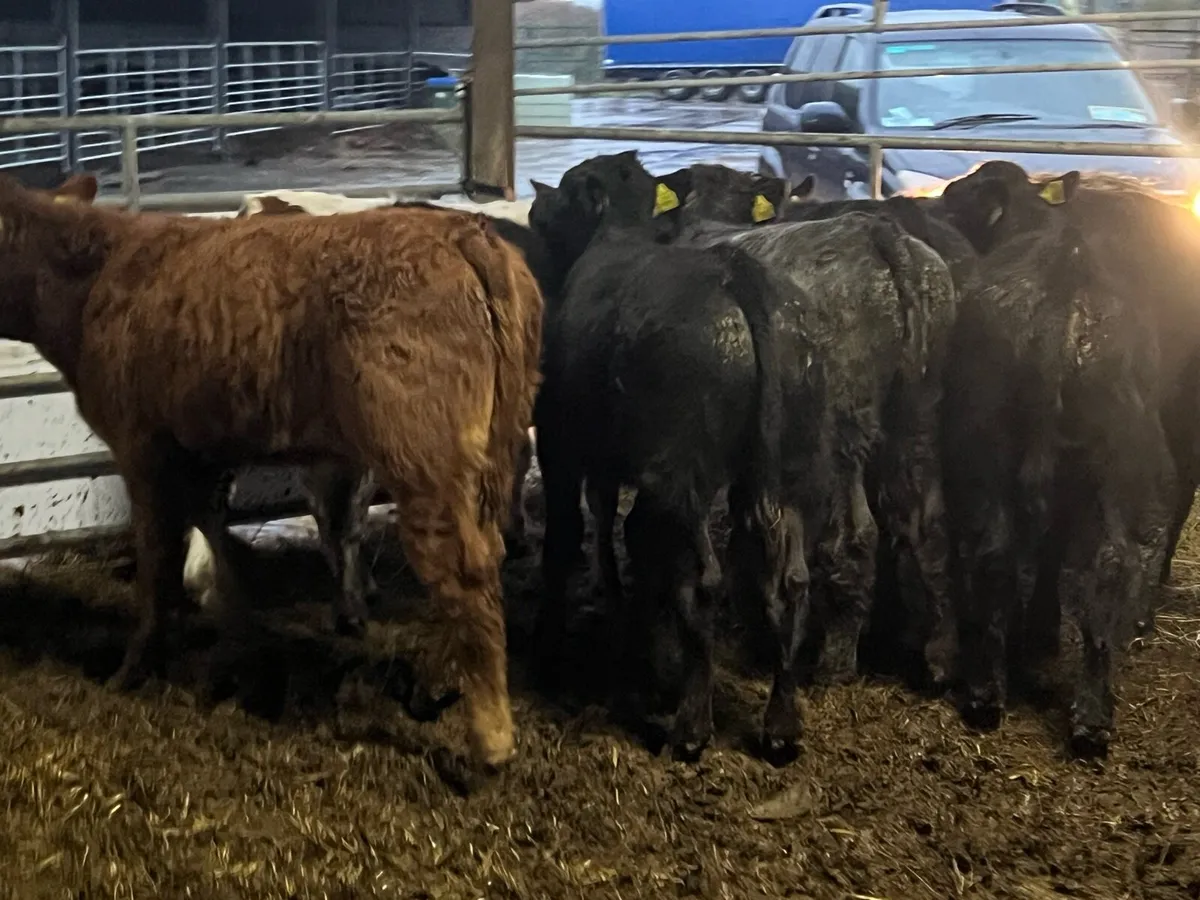 Suckler bred Limousin bulls - Image 3