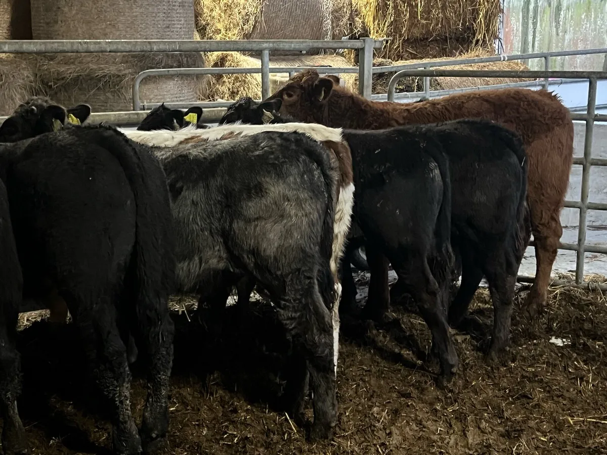 Suckler bred Limousin bulls - Image 4