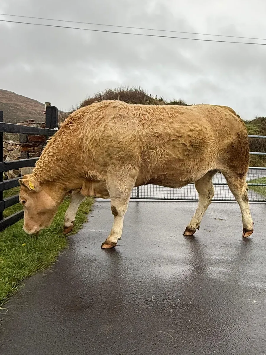 Top Quality CHX Springing Heifer - Image 1