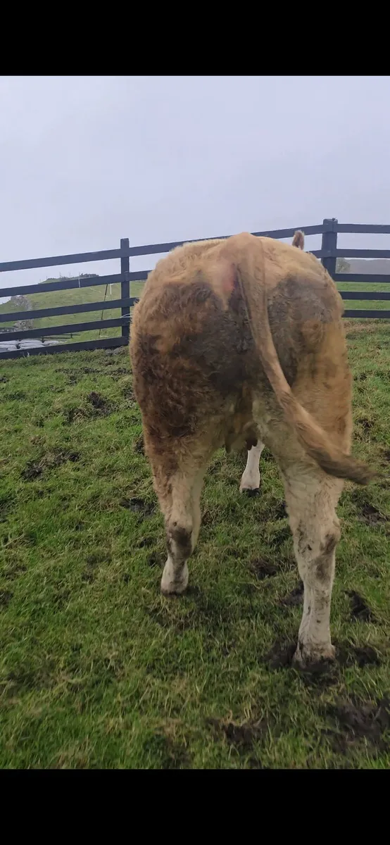 Top Quality CHX Springing Heifer - Image 2