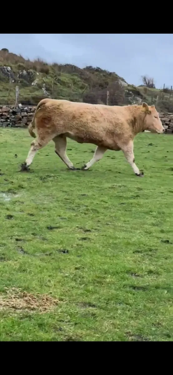 Top Quality CHX Springing Heifer - Image 3