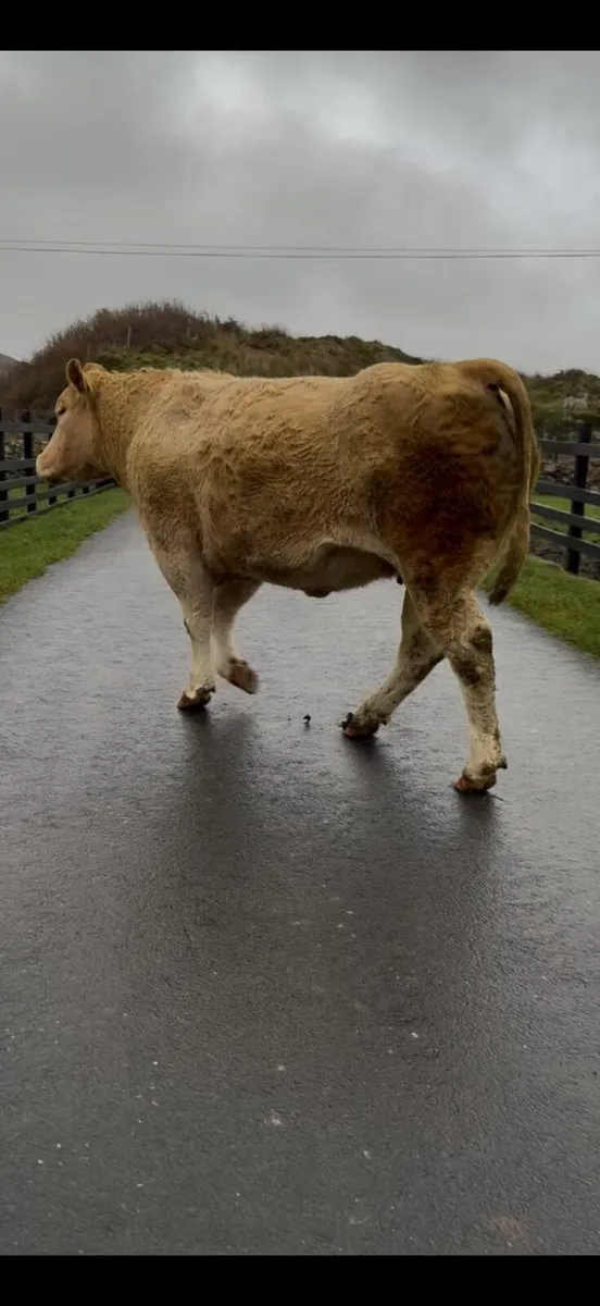 Top Quality CHX Springing Heifer - Image 4
