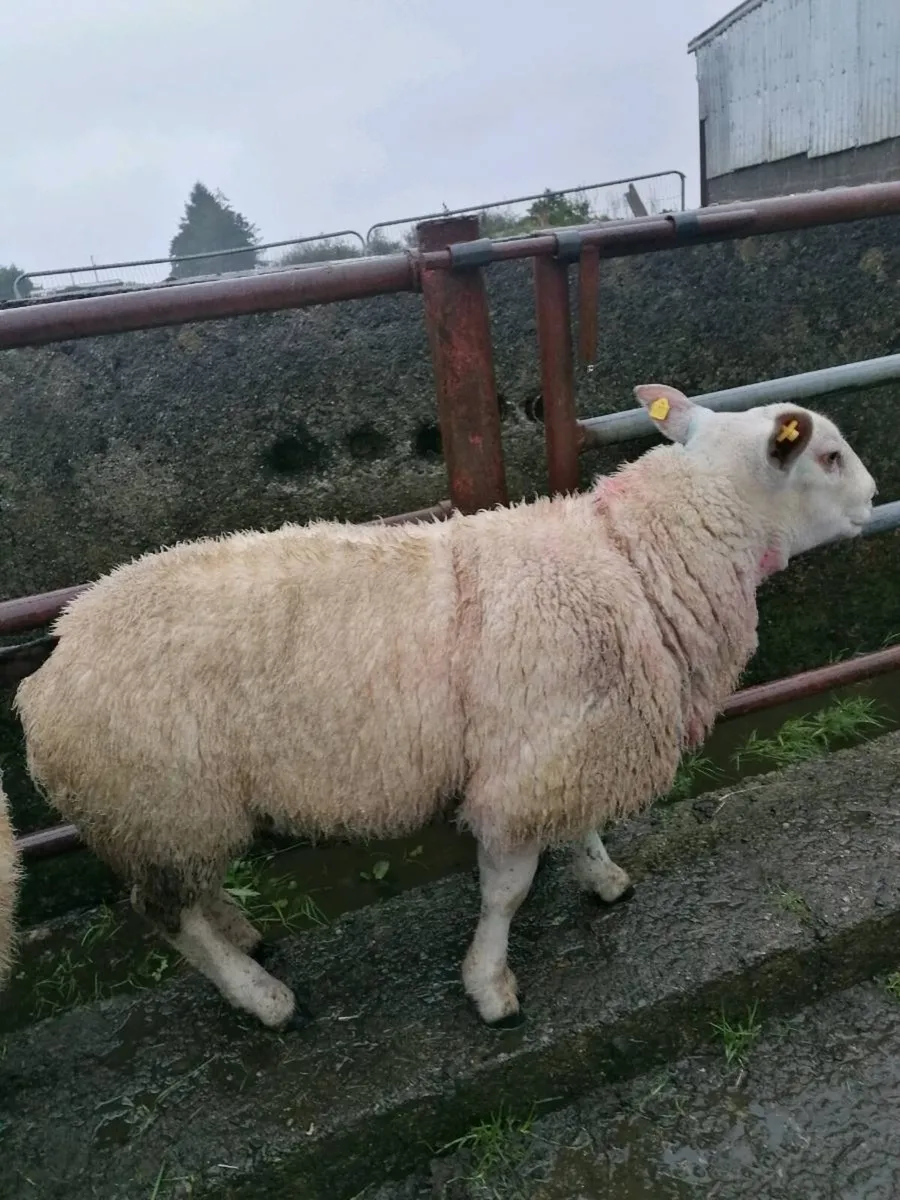 Charlollais Ram For Sale - Image 2