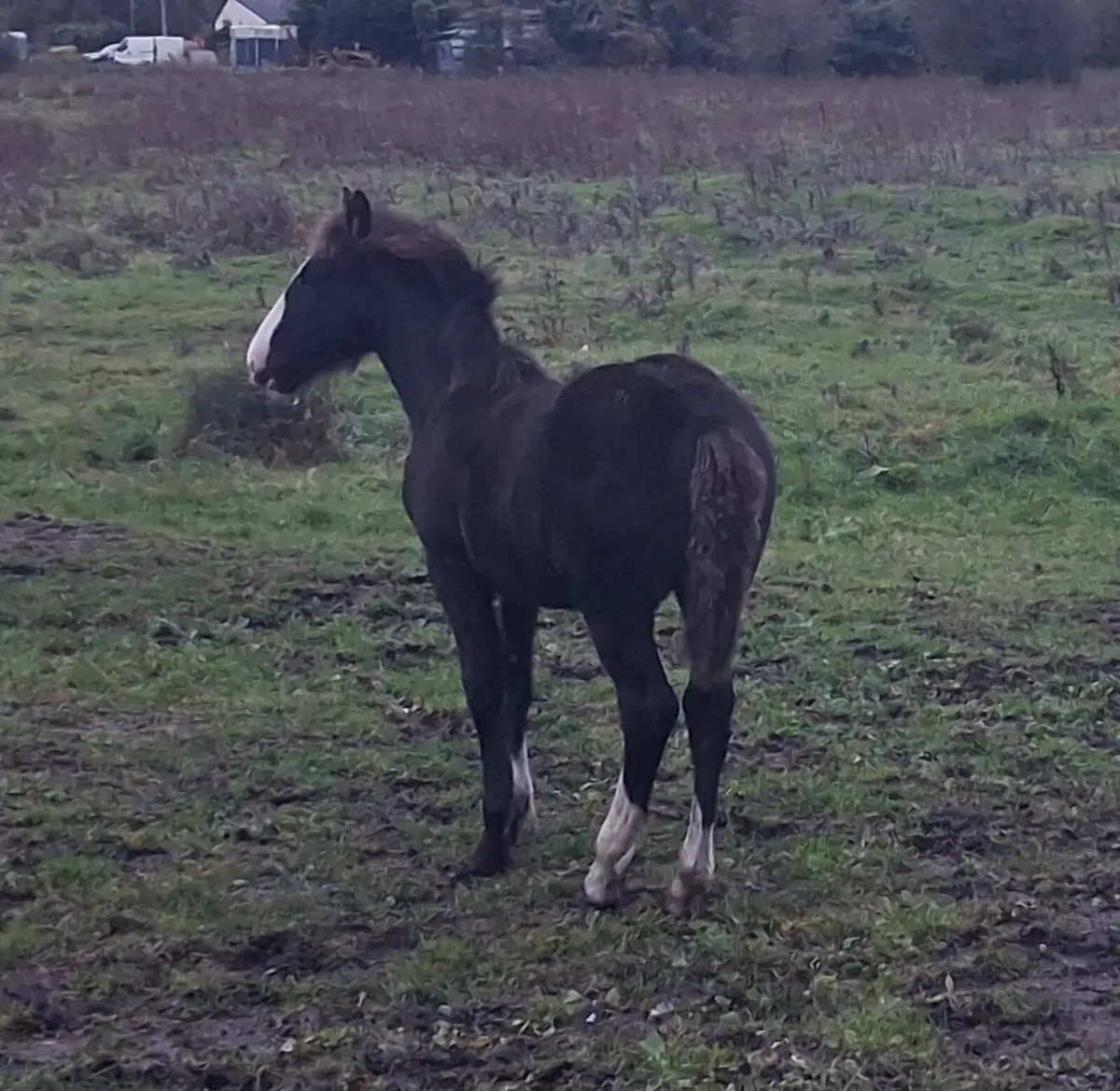 6 month old colt