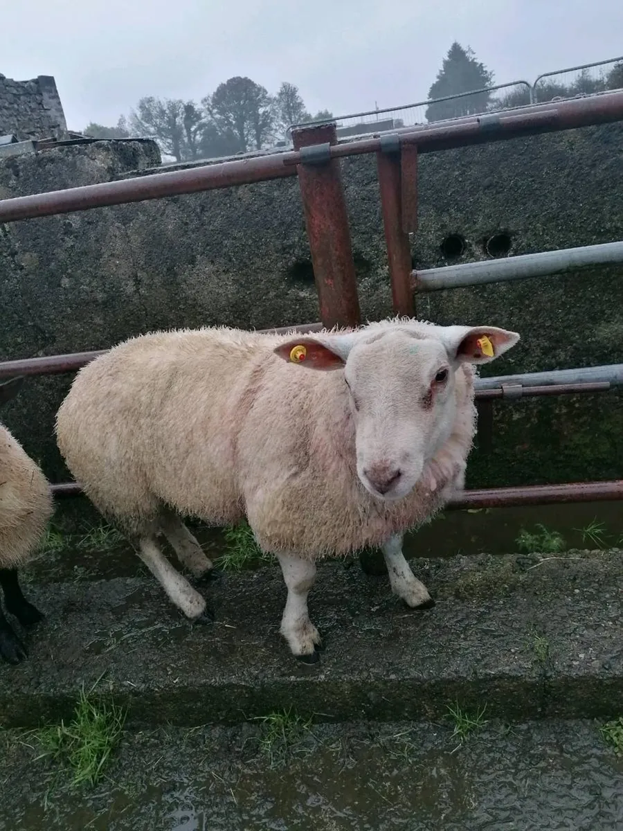 Charlollais Ram For Sale - Image 1