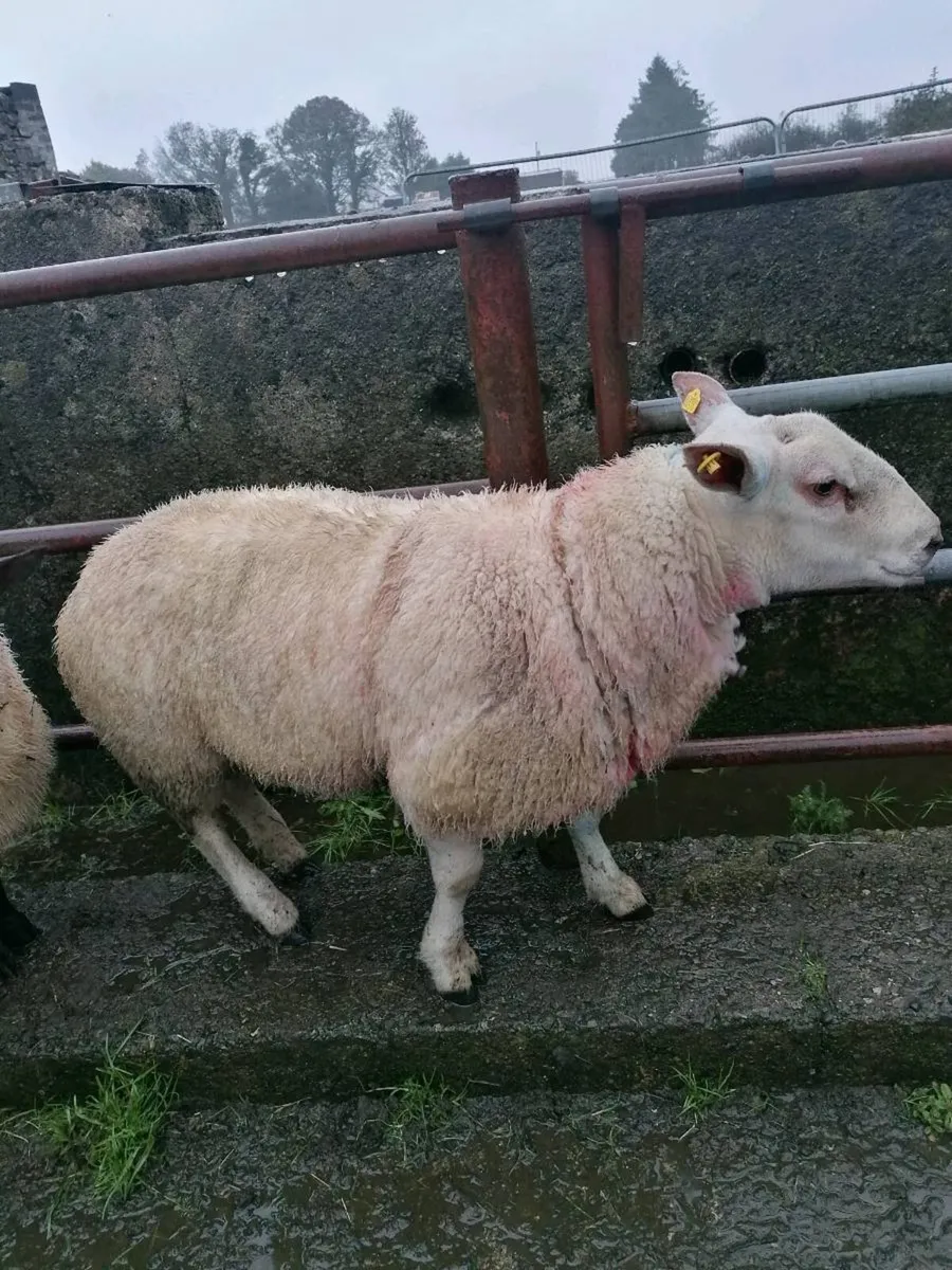 Charlollais Ram For Sale - Image 3