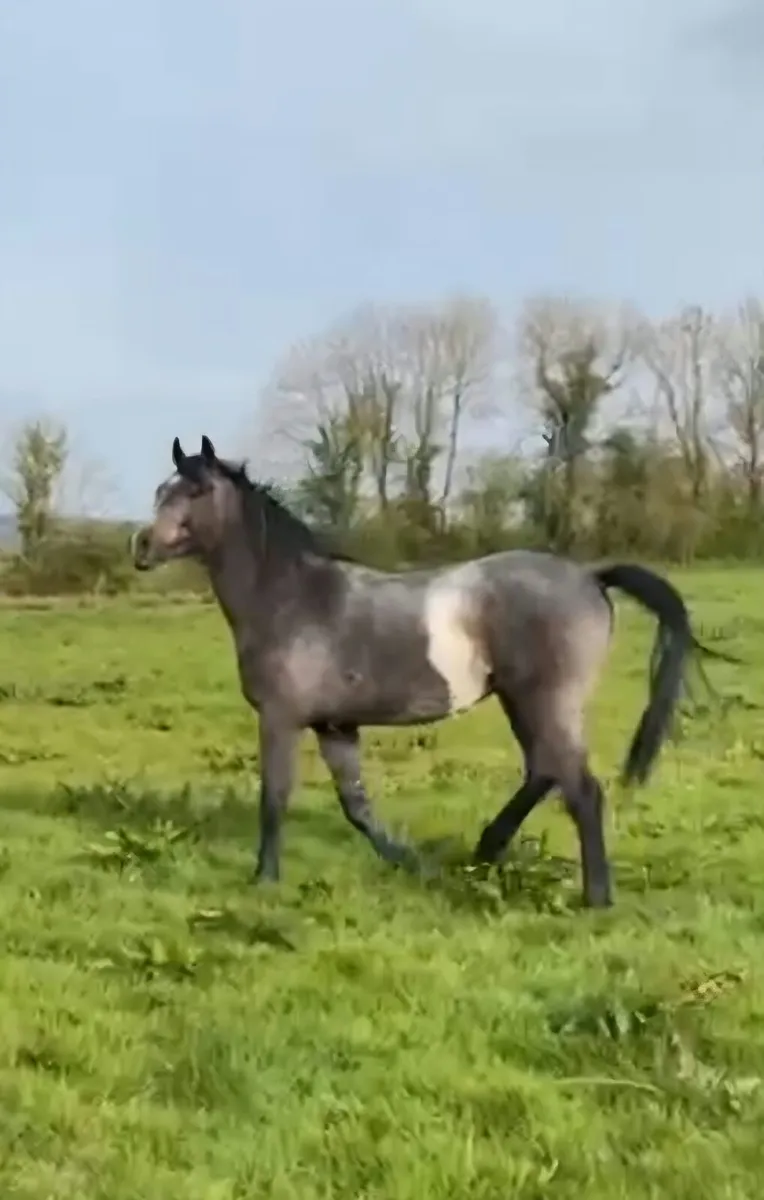 Horse for Sale - Image 2