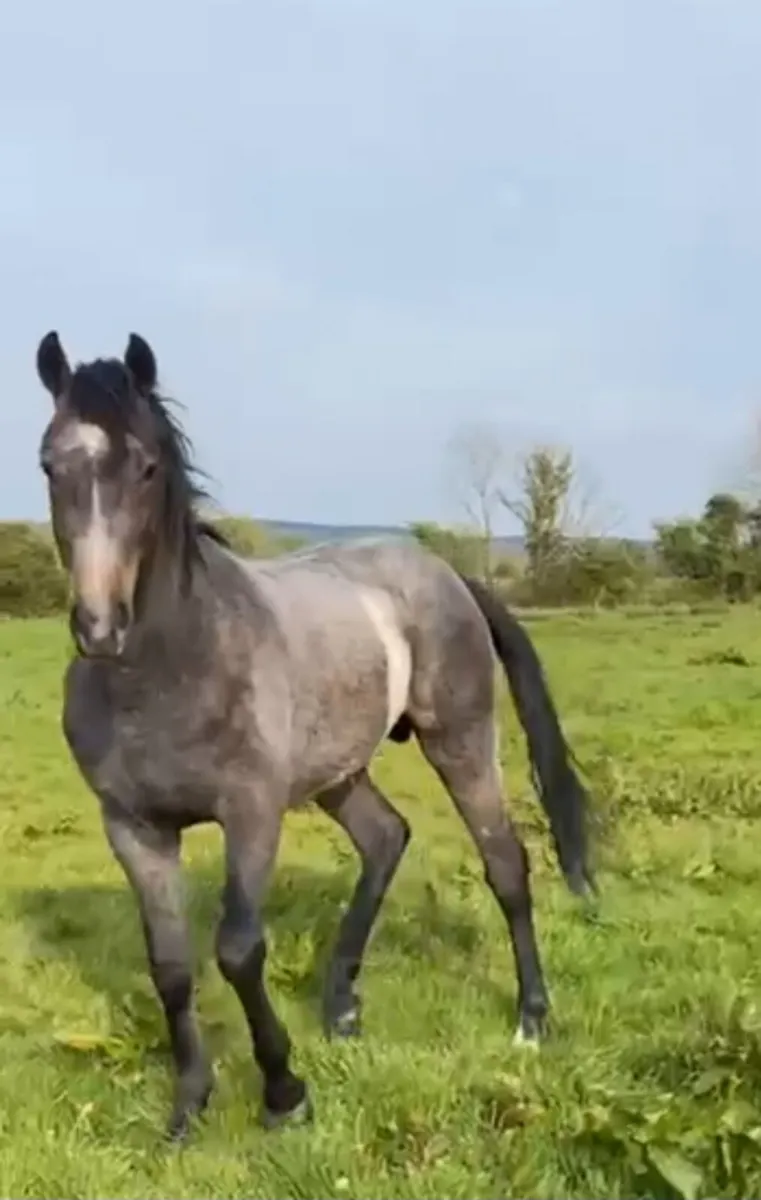 Horse for Sale - Image 3