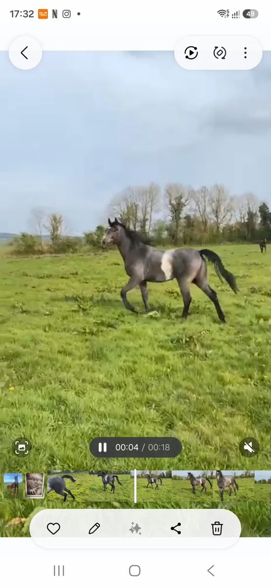 Horse for Sale - Image 4