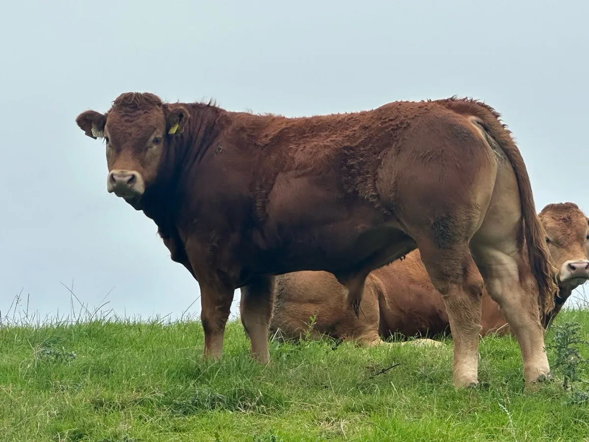 Pedigree limousin bulls - Image 1