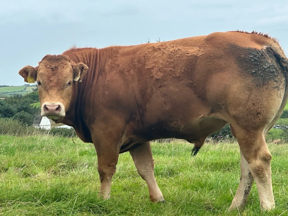 Pedigree limousin bulls - Image 2