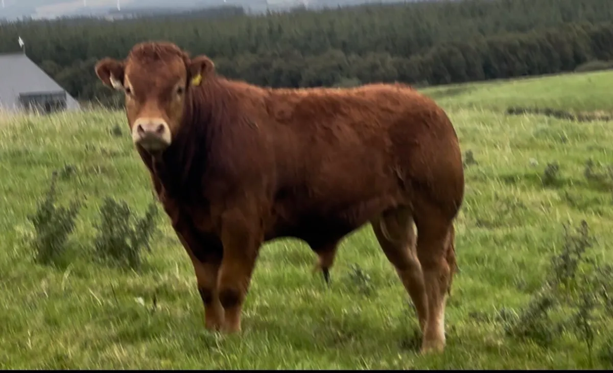 Pedigree limousin bulls - Image 3