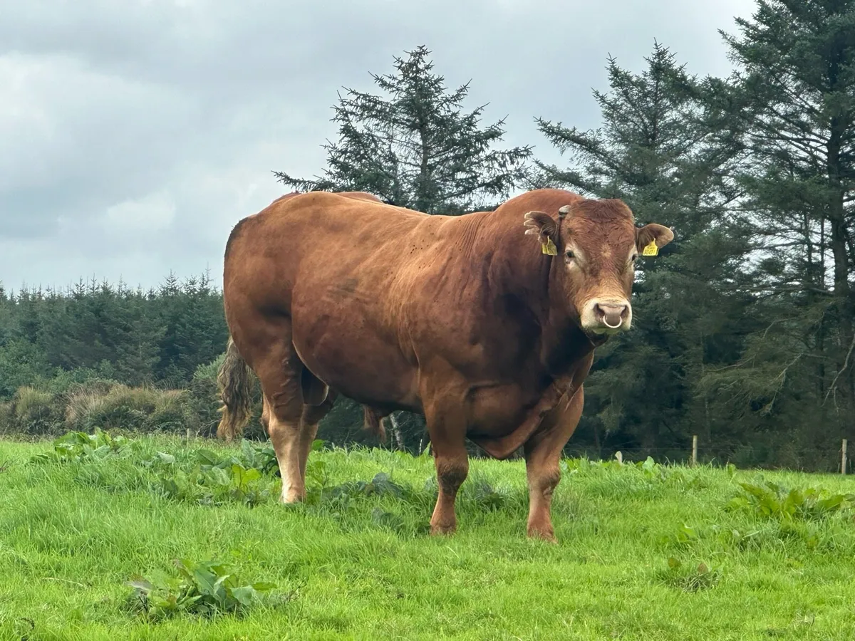 Pedigree limousin bulls - Image 4