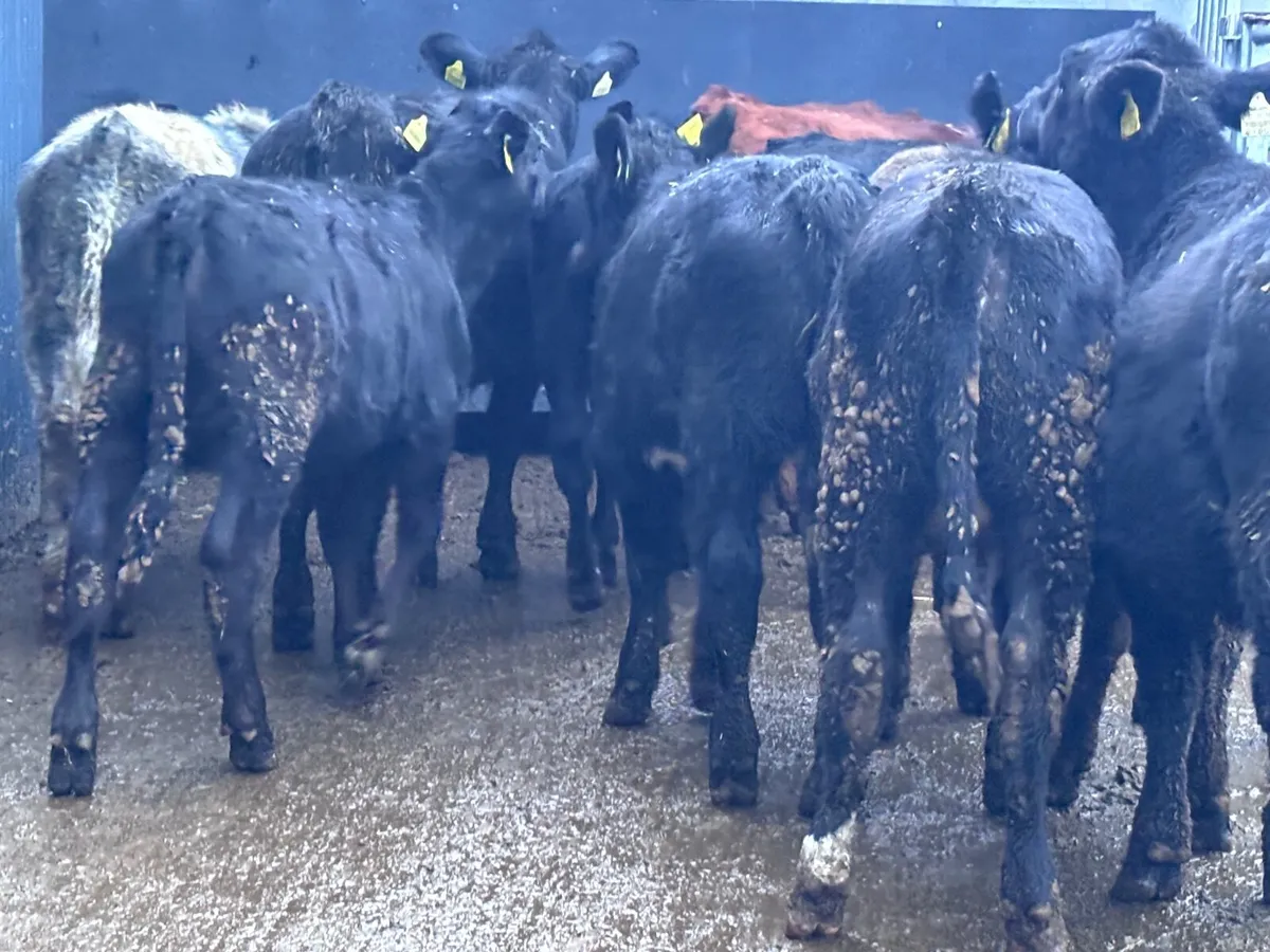 11 weanling heifers for sale @€865 - Image 2